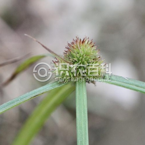 柑橘黄叶症状示例1