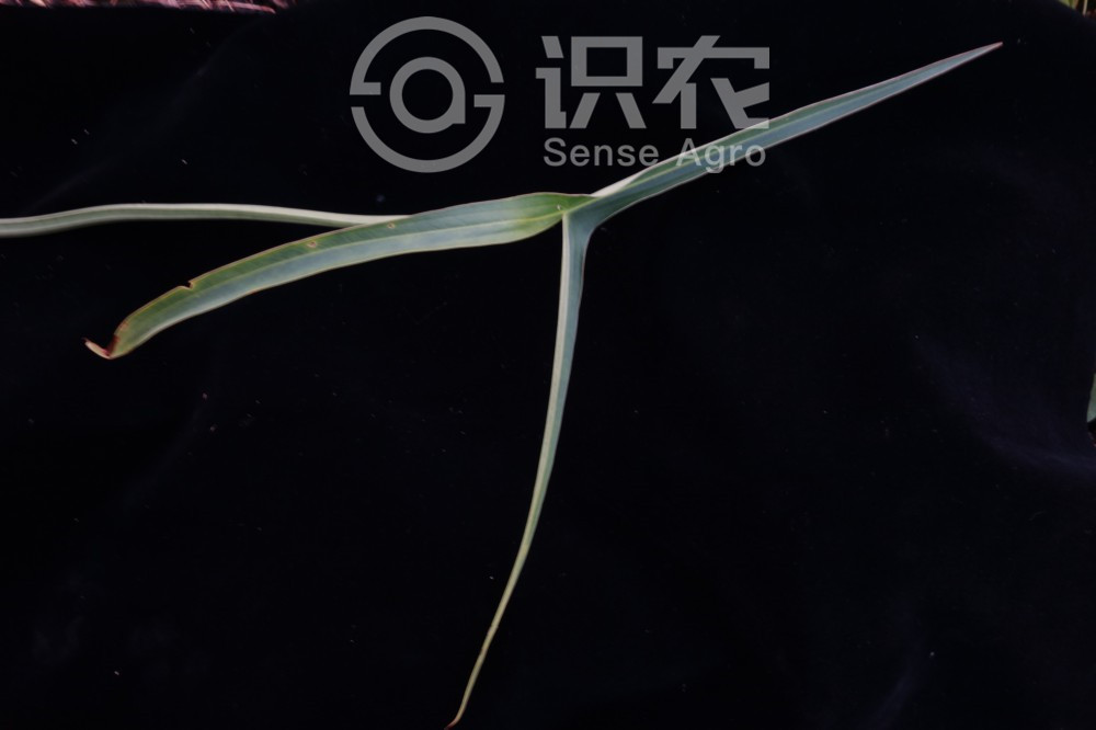柑橘黄叶症状示例5