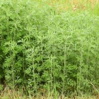 柑橘黄叶症状示例0