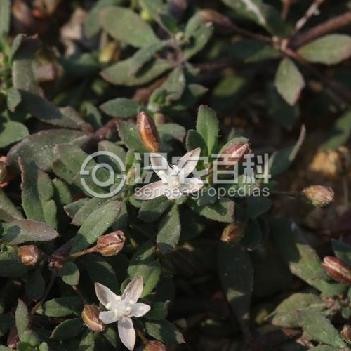 柑橘黄叶症状示例2