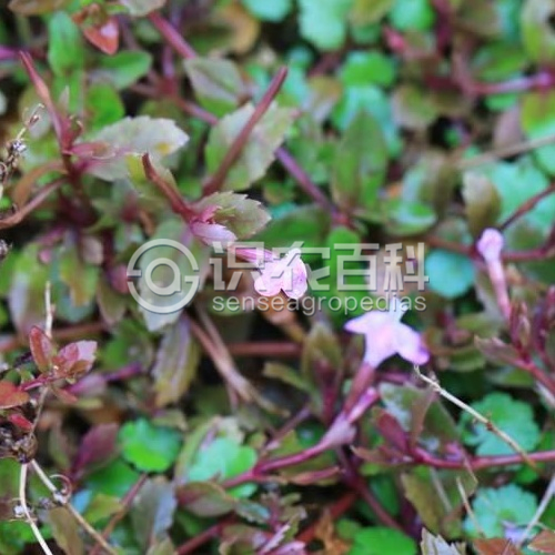 柑橘黄叶症状示例1