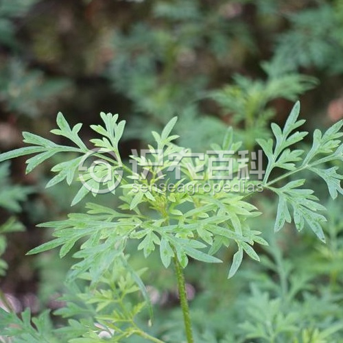 柑橘黄叶症状示例1