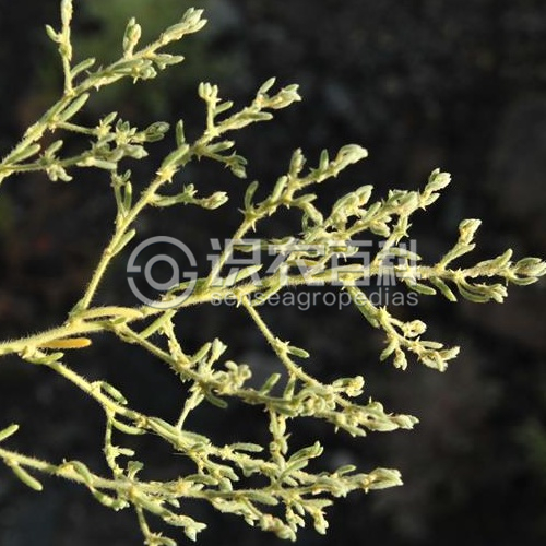 柑橘黄叶症状示例3