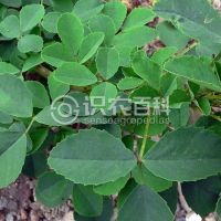 柑橘黄叶症状示例0