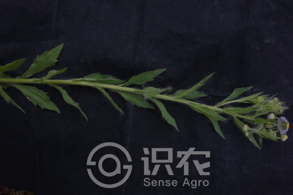 柑橘黄叶症状示例5