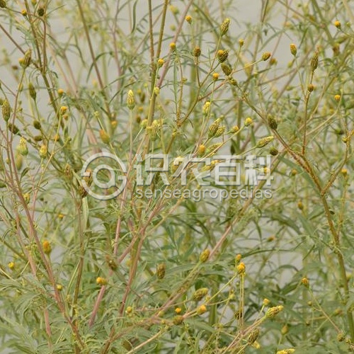 柑橘黄叶症状示例3