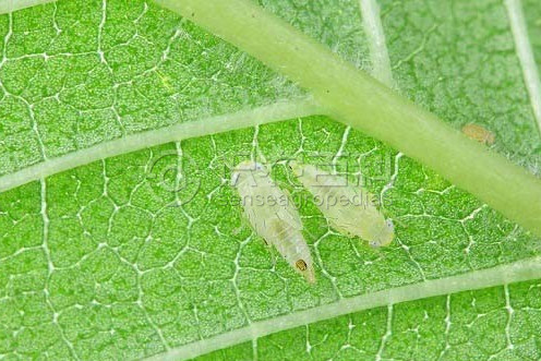 柑橘黄叶症状示例4