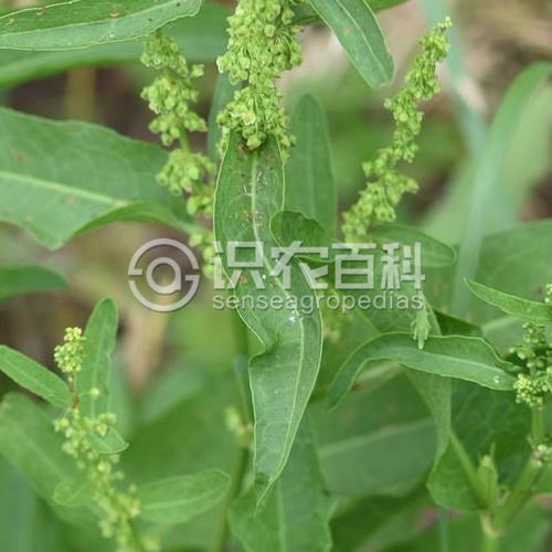 柑橘黄叶症状示例3