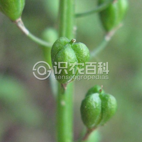 柑橘黄叶症状示例3
