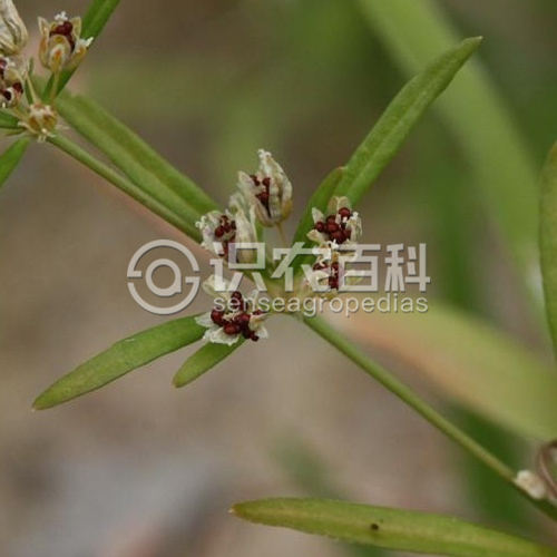 柑橘黄叶症状示例1