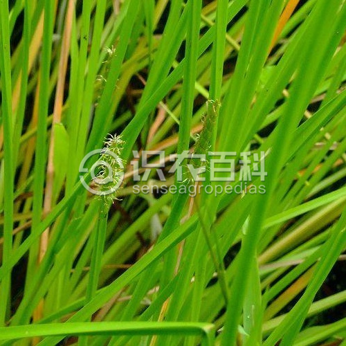 柑橘黄叶症状示例2