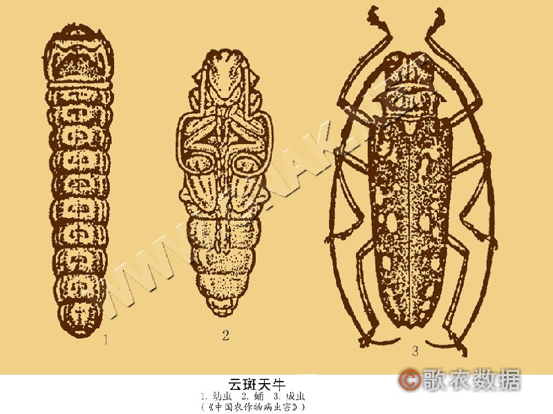 柑橘黄叶症状示例2
