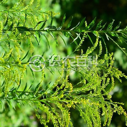 柑橘黄叶症状示例1