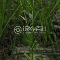 柑橘黄叶症状示例0