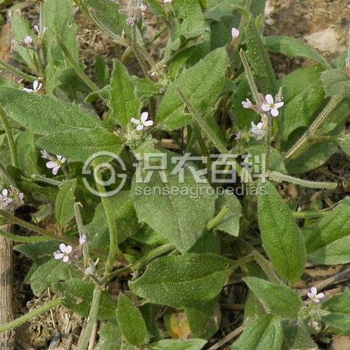 柑橘黄叶症状示例3