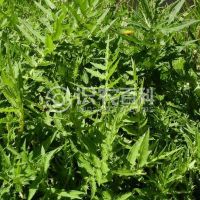 柑橘黄叶症状示例0