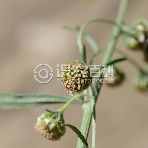 柑橘黄叶症状示例4