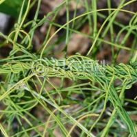 柑橘黄叶症状示例0