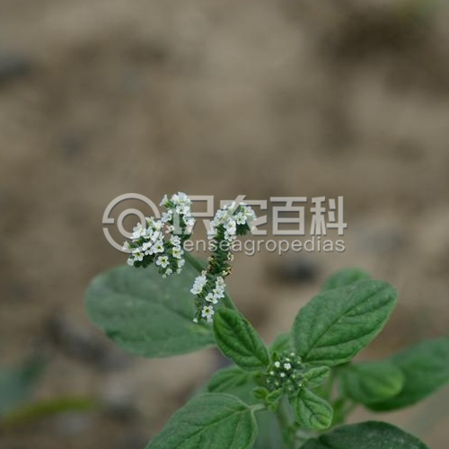 柑橘黄叶症状示例3