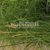 柑橘黄叶症状示例0