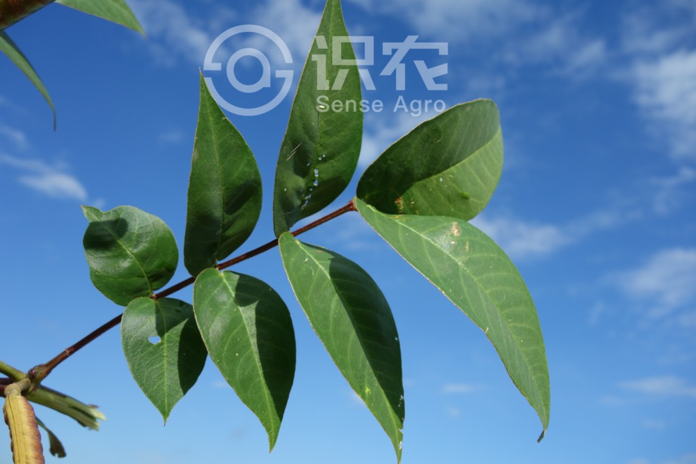柑橘黄叶症状示例4