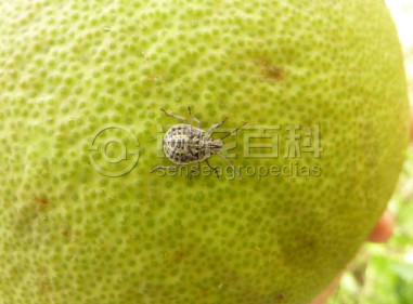 柑橘黄叶症状示例3