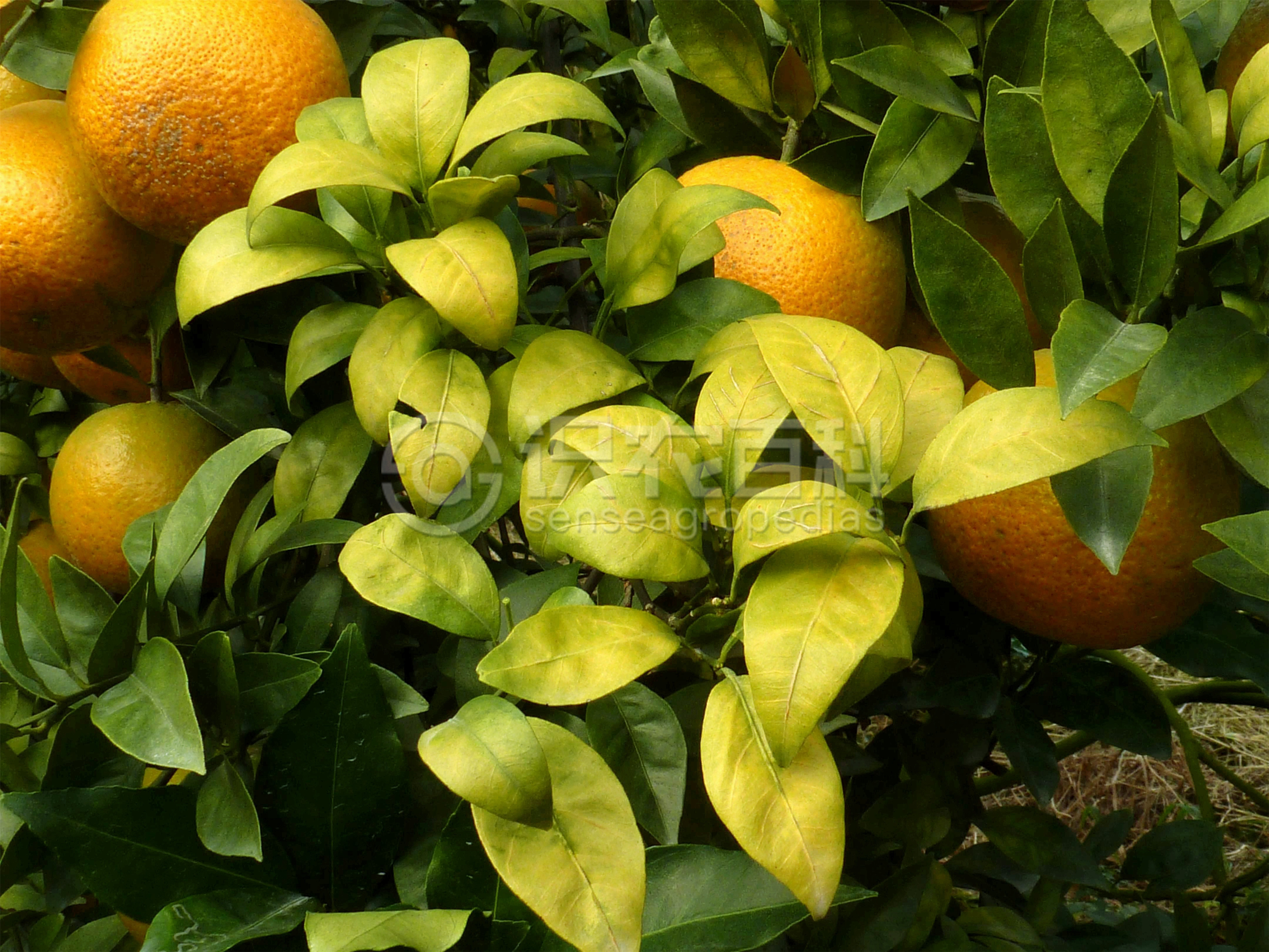 柑橘黄叶症状示例0