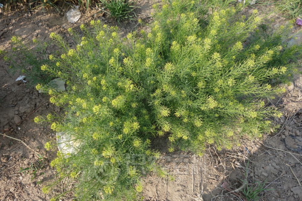 柑橘黄叶症状示例1