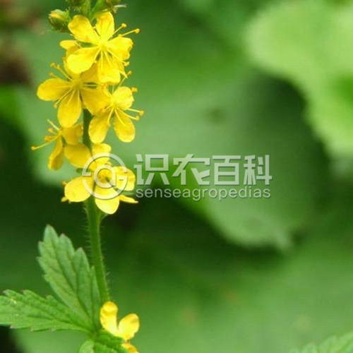 柑橘黄叶症状示例2