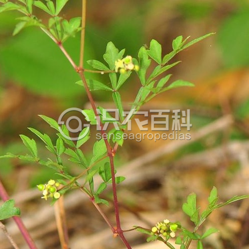 柑橘黄叶症状示例3