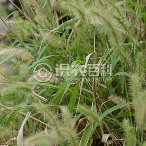 柑橘黄叶症状示例1