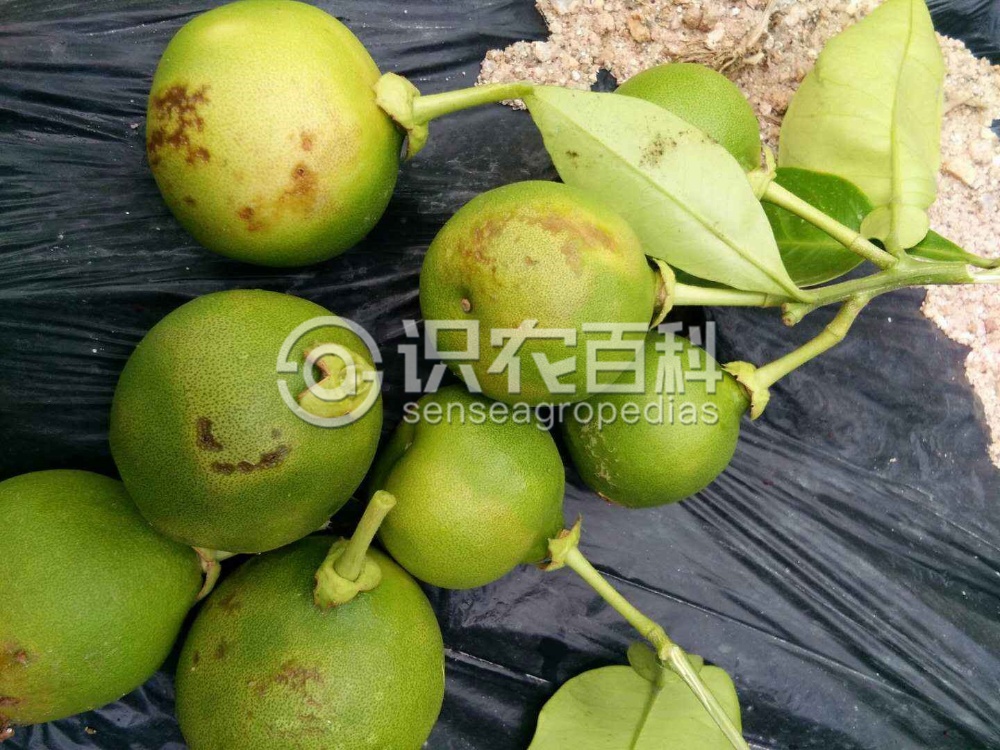 柑橘黄叶症状示例3