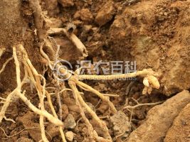 柑橘黄叶症状示例0