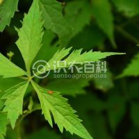 柑橘黄叶症状示例0