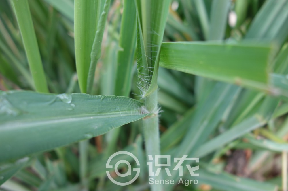 柑橘黄叶症状示例6