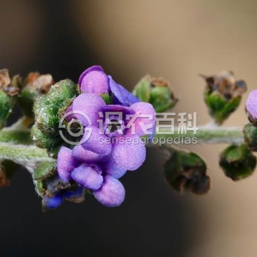 柑橘黄叶症状示例1