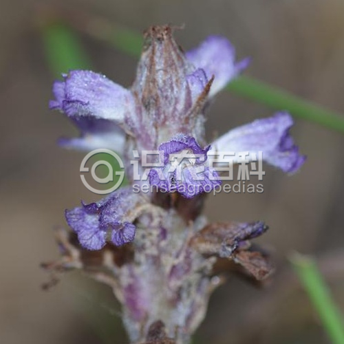 柑橘黄叶症状示例5