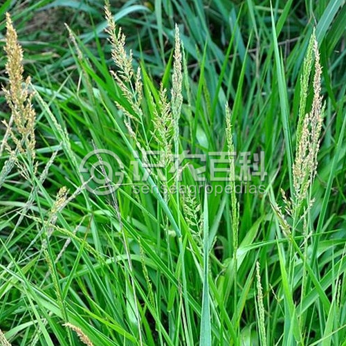 柑橘黄叶症状示例2