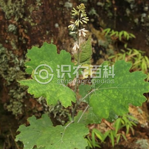 柑橘黄叶症状示例2