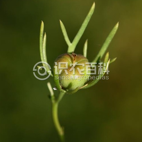 柑橘黄叶症状示例5