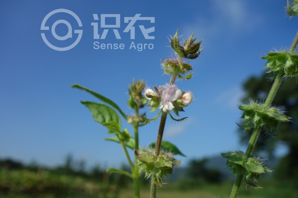 柑橘黄叶症状示例3