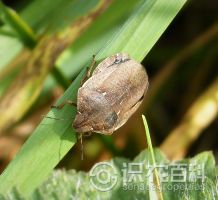 柑橘黄叶症状示例0
