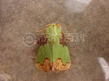 柑橘黄叶症状示例1