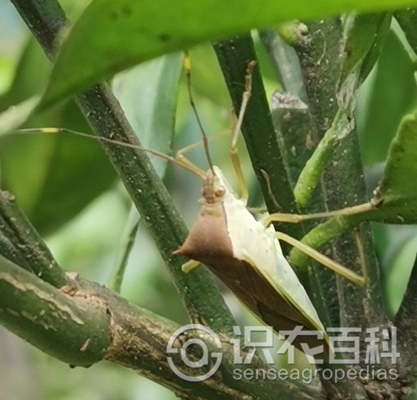 柑橘黄叶症状示例0