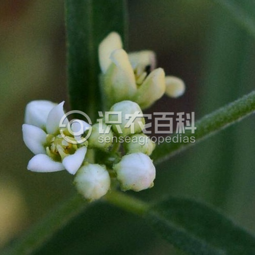 柑橘黄叶症状示例4