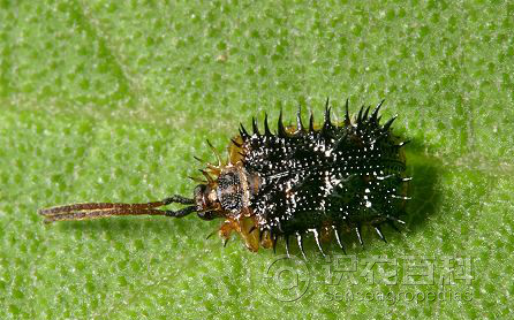 柑橘黄叶症状示例2