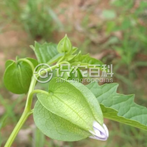 柑橘黄叶症状示例1