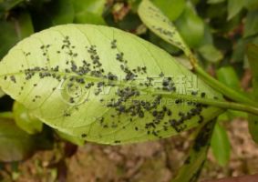 柑橘黄叶症状示例0