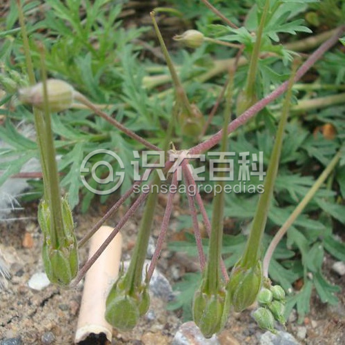 柑橘黄叶症状示例1