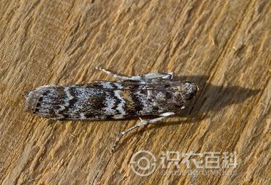 柑橘黄叶症状示例2